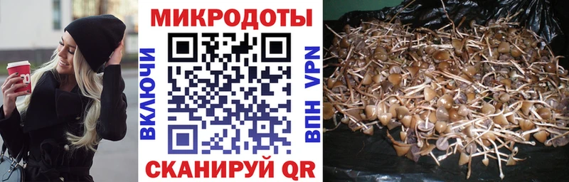 купить   Ленинградская  Псилоцибиновые грибы прущие грибы 